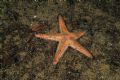 Astropecten irregularis